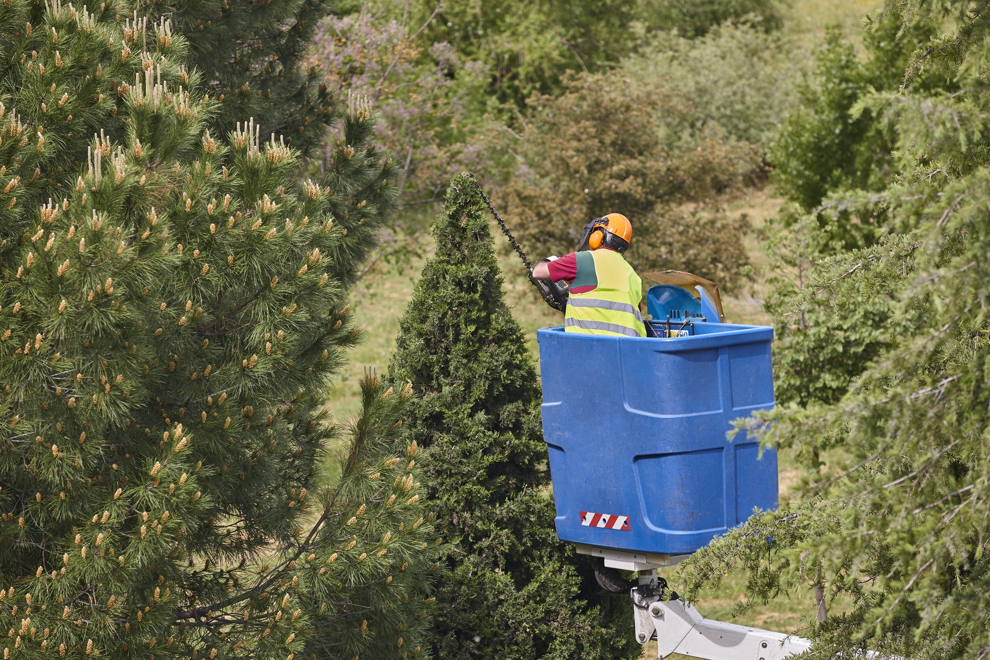 Gardener pruning a cypress on a crane. Seasonal trees maintenance