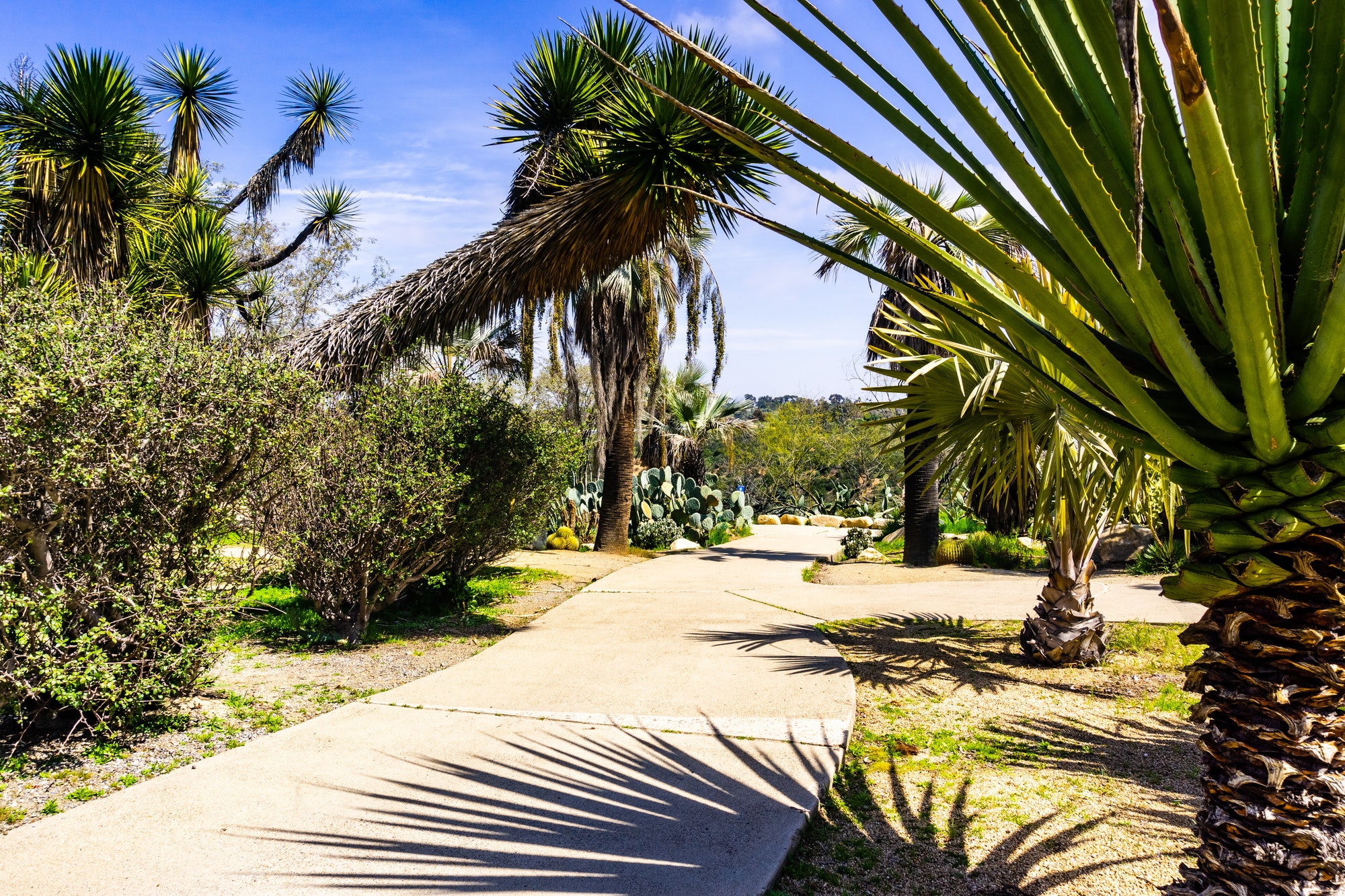 Paved alley lined up with cacti and palm trees, San Diego, California