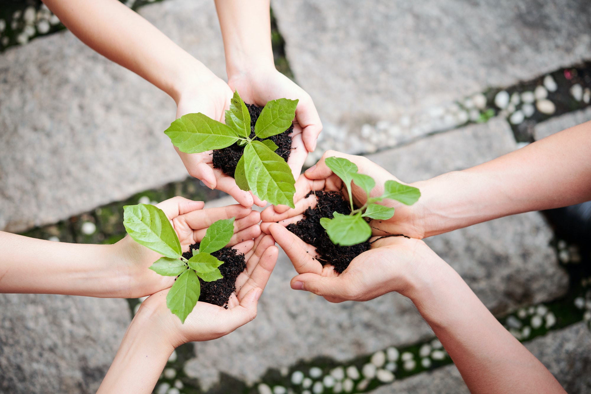 People plant new plants